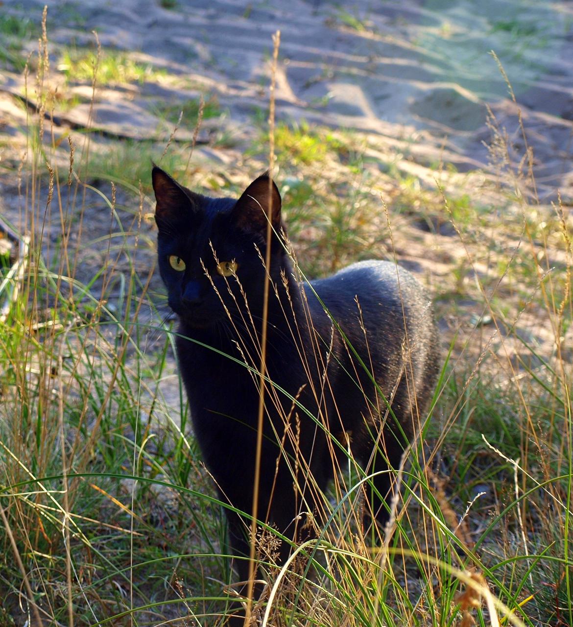 Blanding af racer Aysha Namirah Malee billede 7