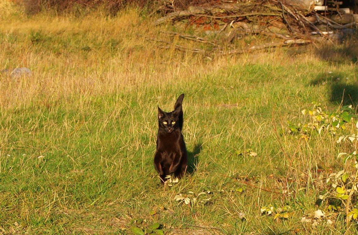 Blanding af racer Aysha Namirah Malee billede 8