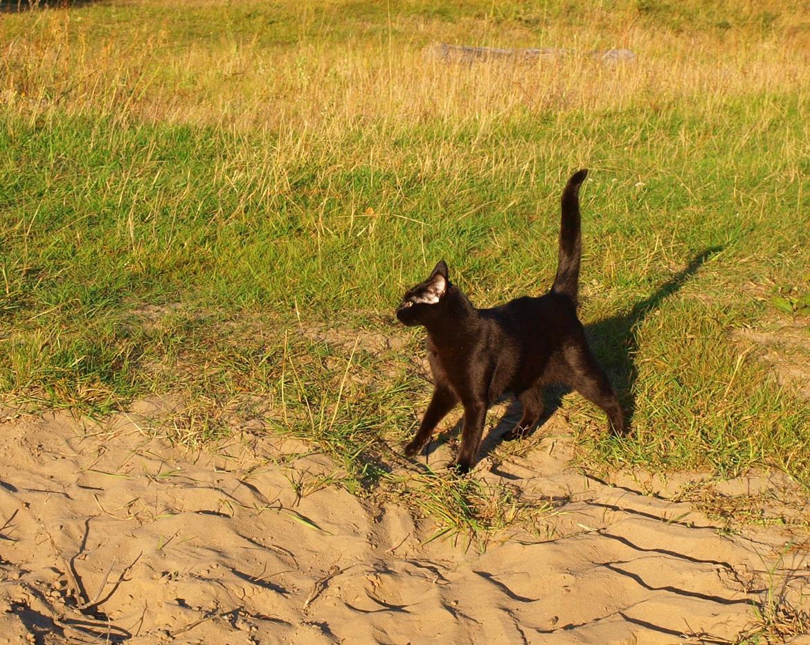 Blanding af racer Aysha Namirah Malee billede 9