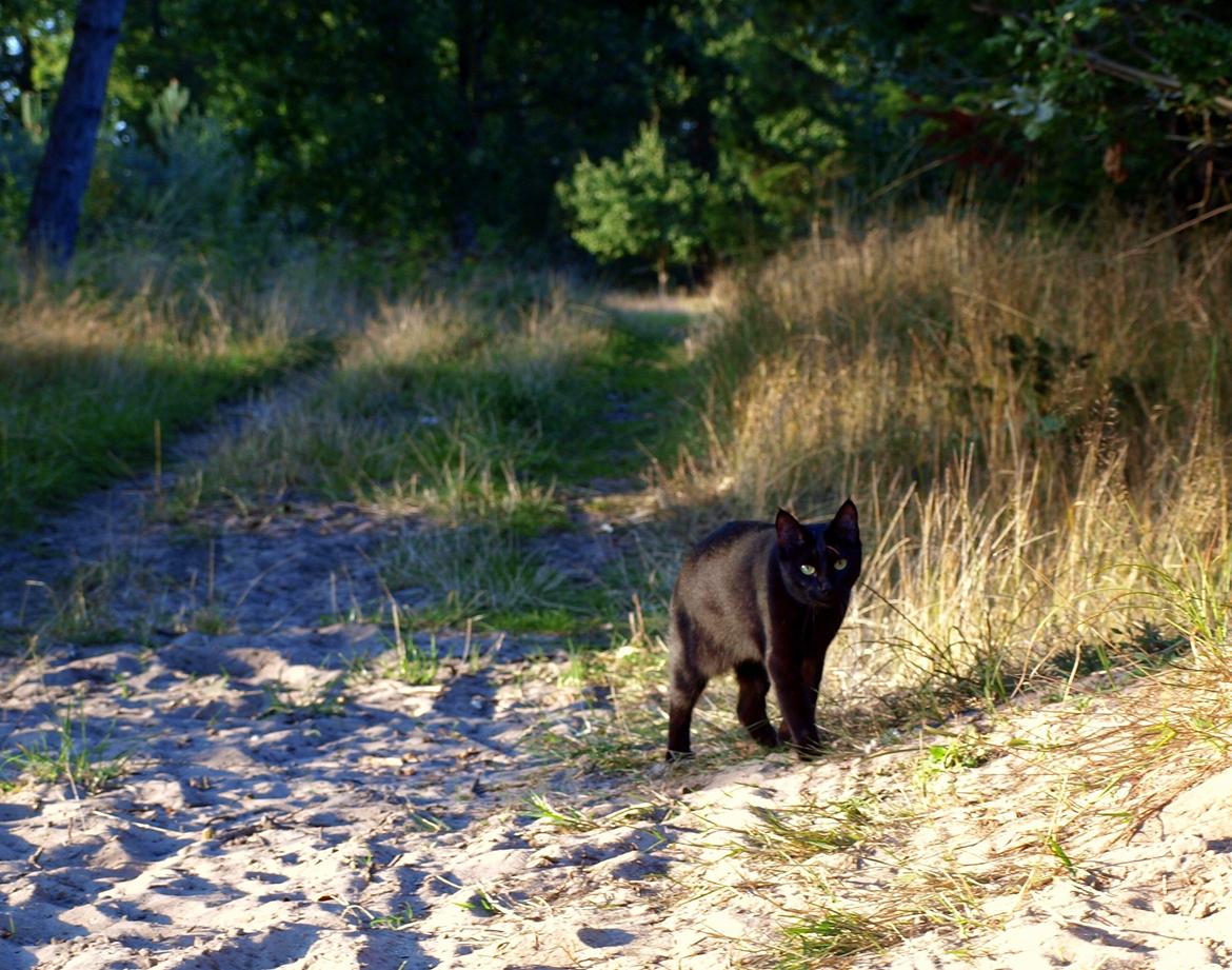 Blanding af racer Aysha Namirah Malee billede 10