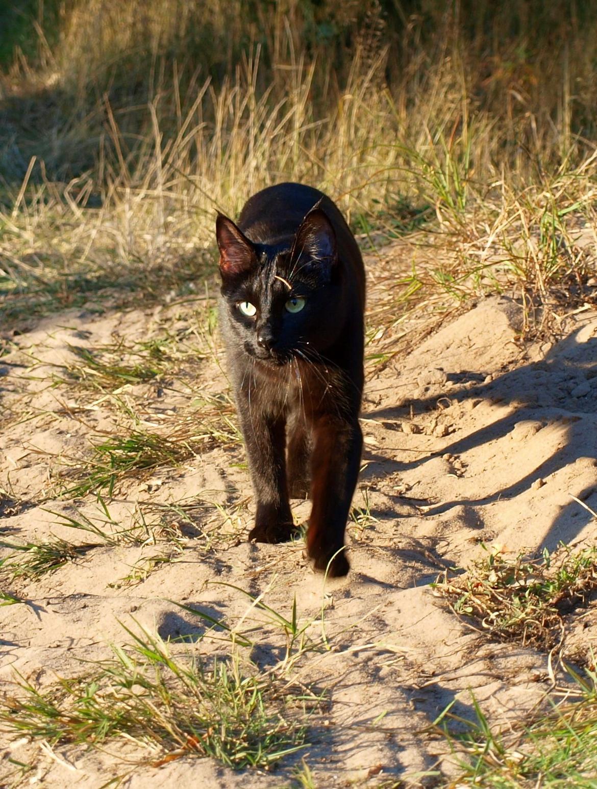 Blanding af racer Aysha Namirah Malee billede 11