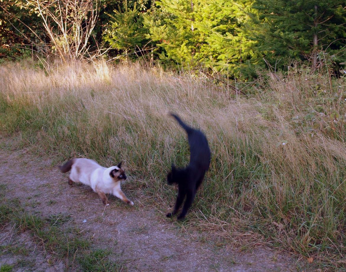 Blanding af racer Aysha Namirah Malee billede 12