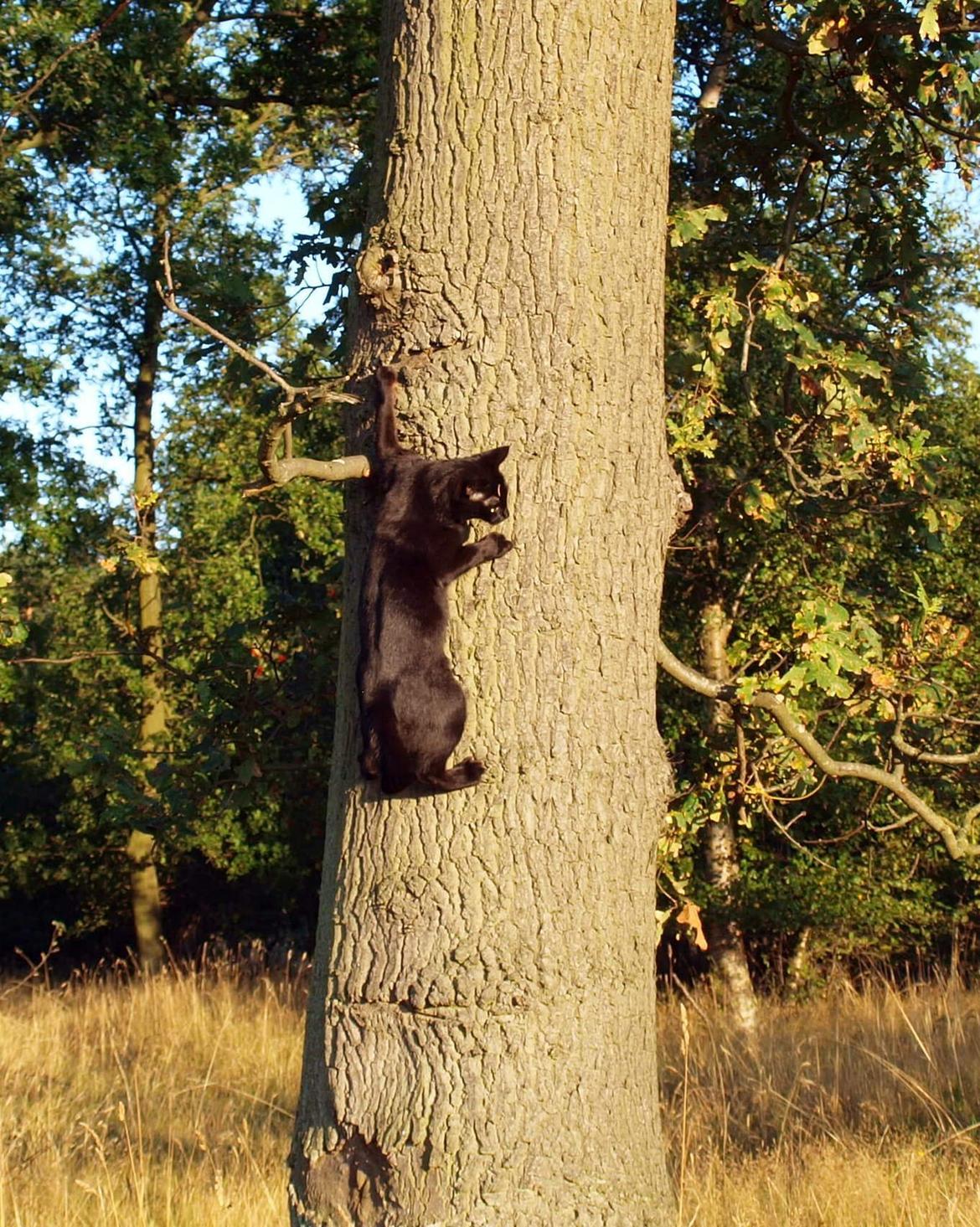 Blanding af racer Aysha Namirah Malee billede 13