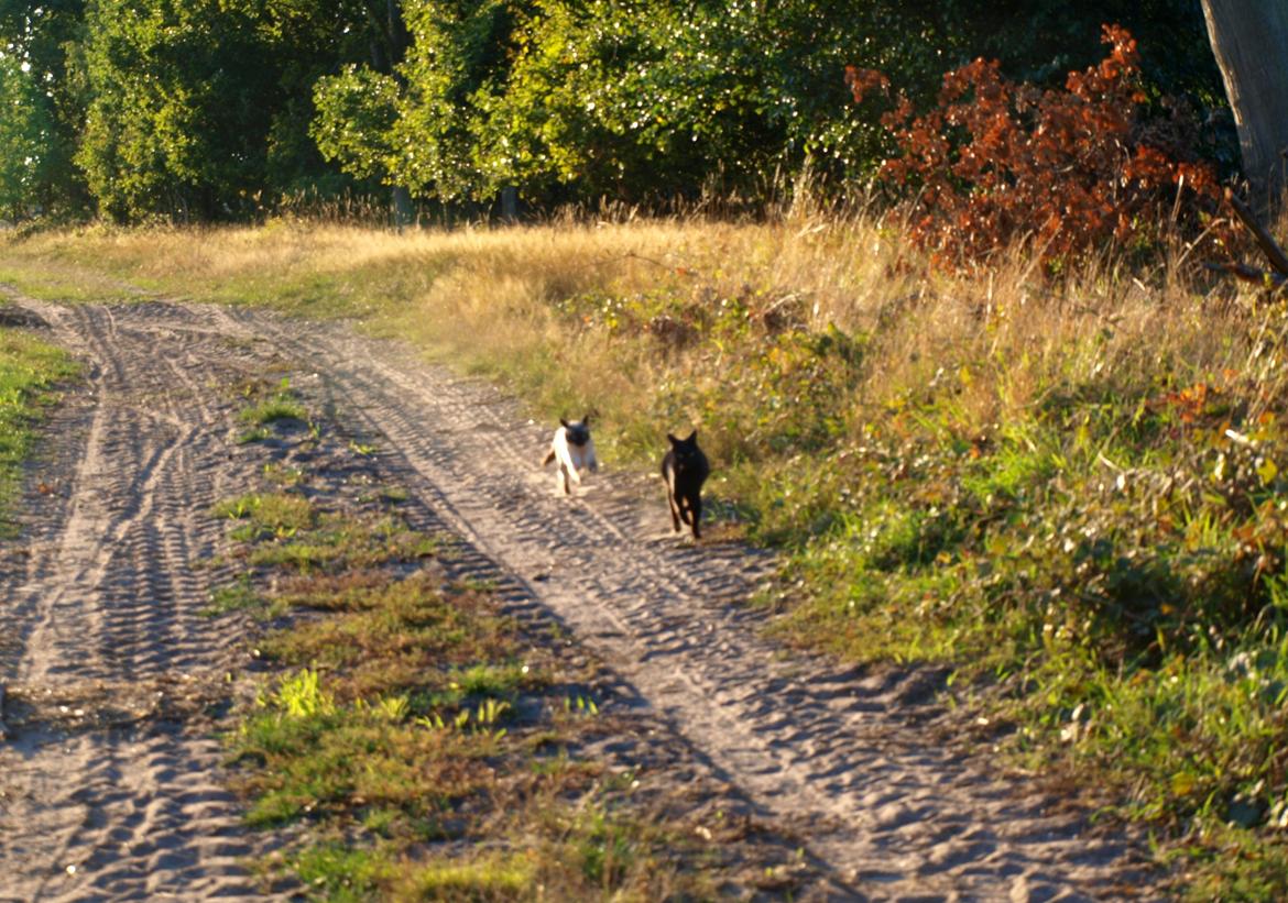 Blanding af racer Aysha Namirah Malee billede 14