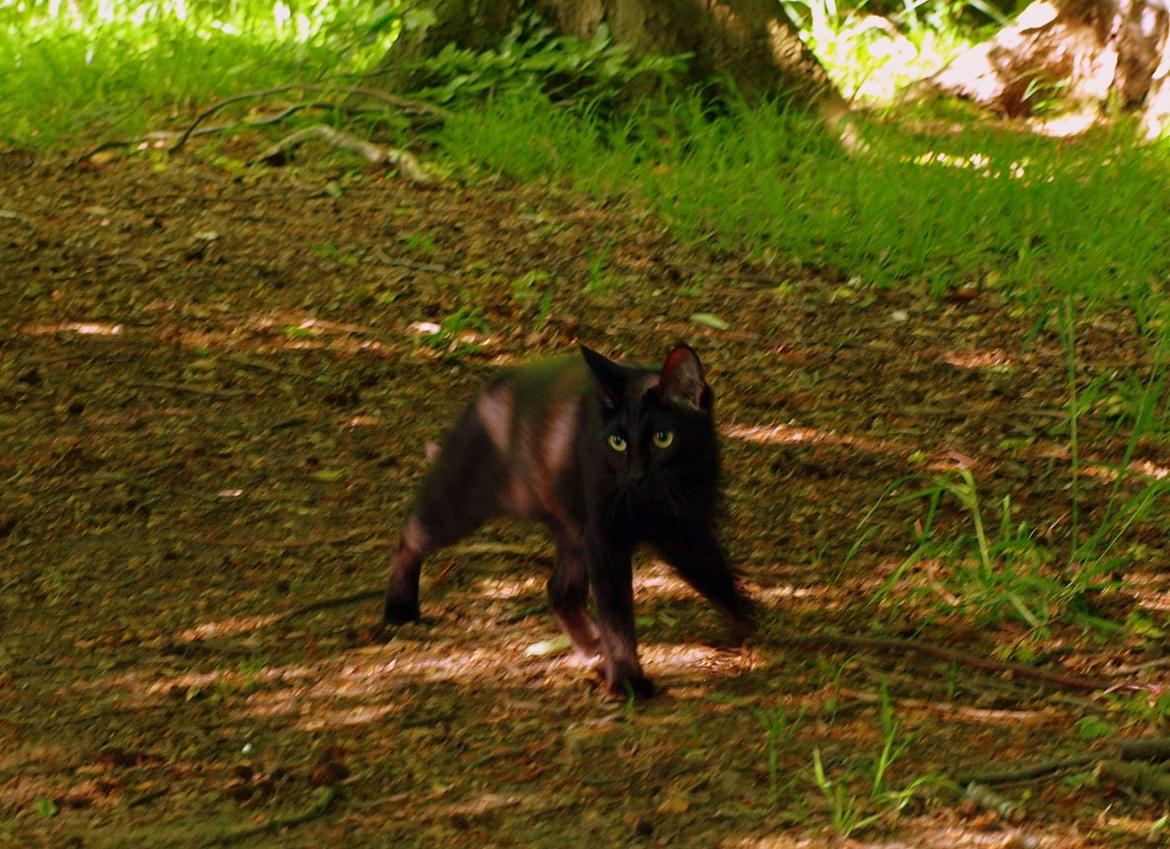 Blanding af racer Aysha Namirah Malee billede 1