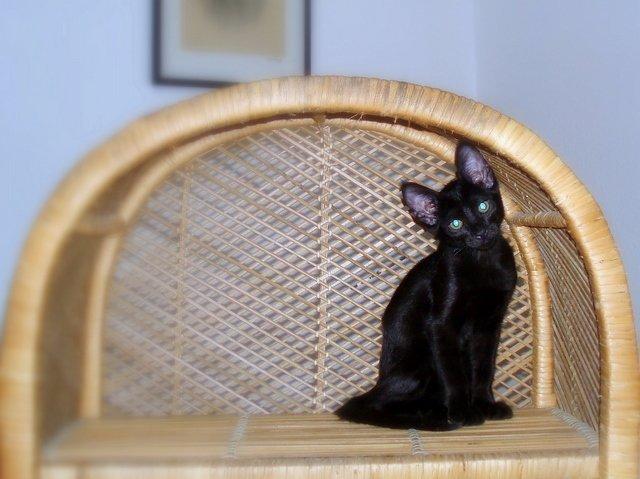 Blanding af racer Aysha Namirah Malee billede 19