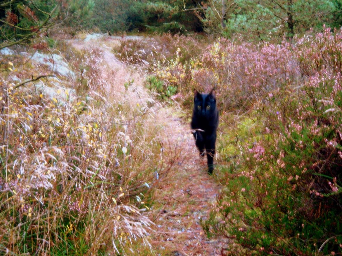 Blanding af racer Aysha Namirah Malee billede 15