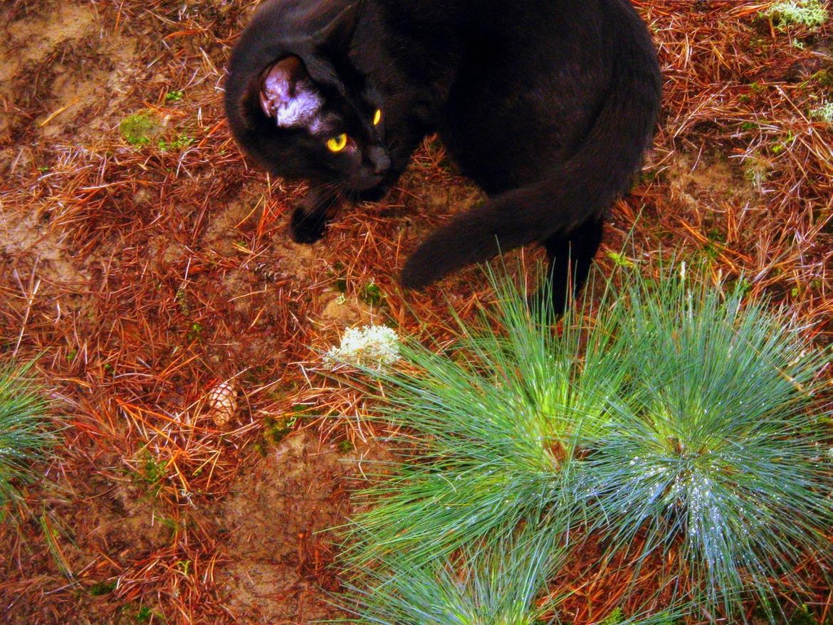 Blanding af racer Aysha Namirah Malee billede 16