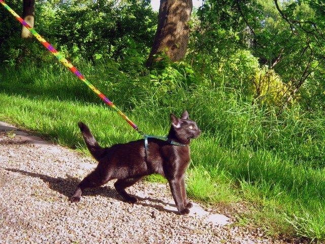 Blanding af racer Aysha Namirah Malee billede 17