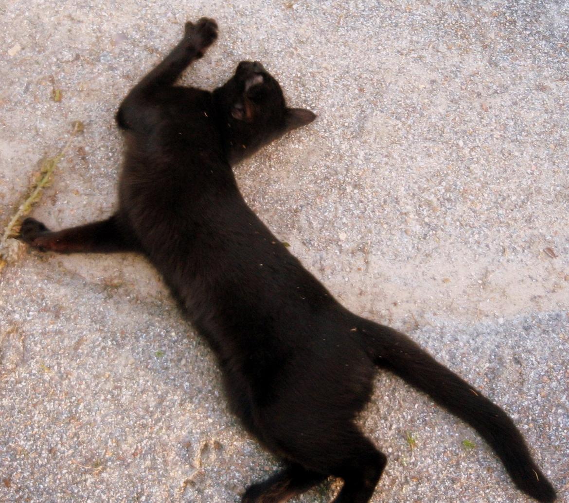 Blanding af racer Aysha Namirah Malee billede 18