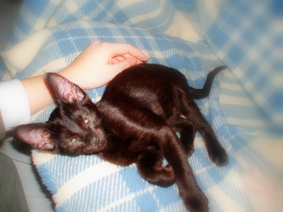 Blanding af racer Aysha Namirah Malee billede 20