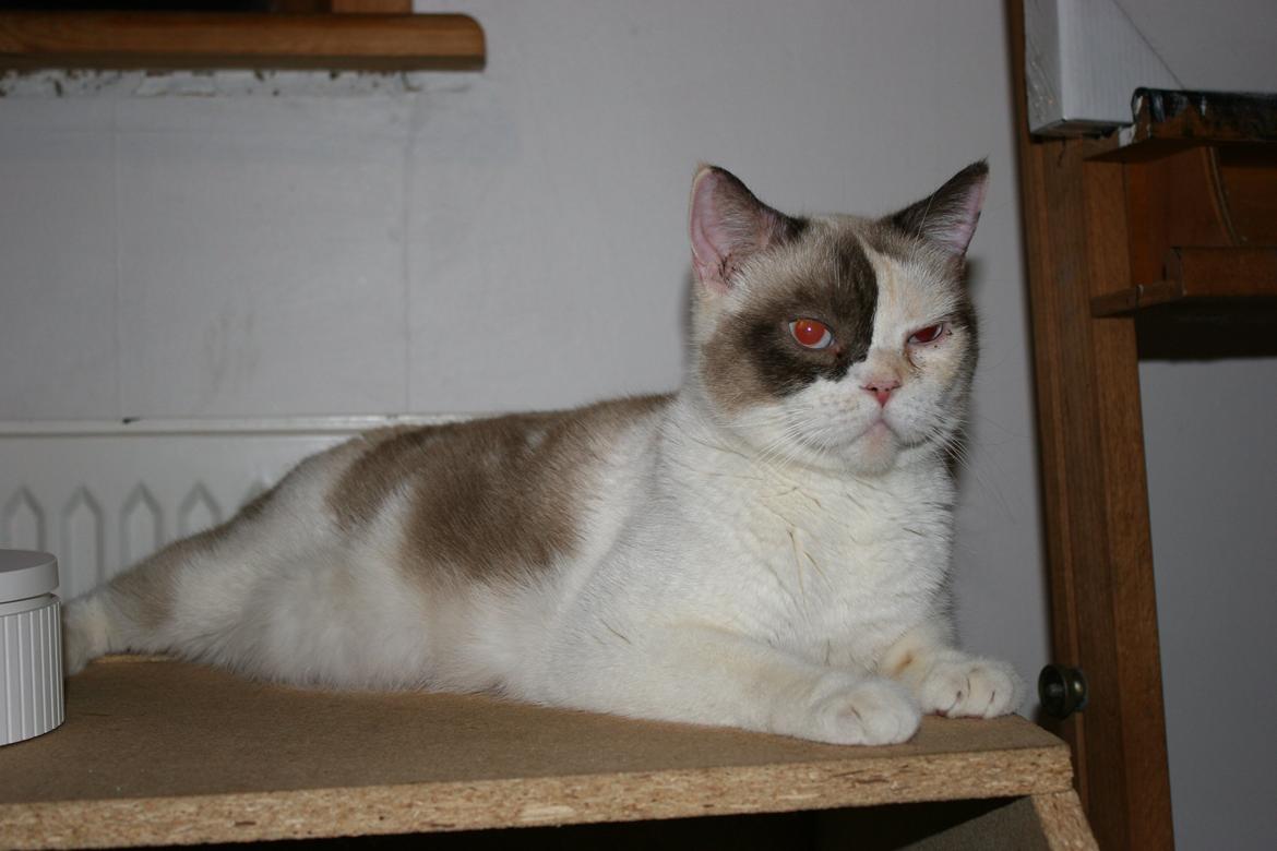 British Shorthair DK Kikkenborg Andrea billede 5