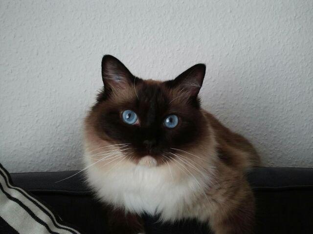 Hellig Birma Enigma billede 1