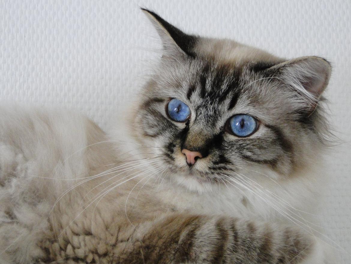 Hellig Birma Bandits Luka - Luka 1 år :)  billede 1