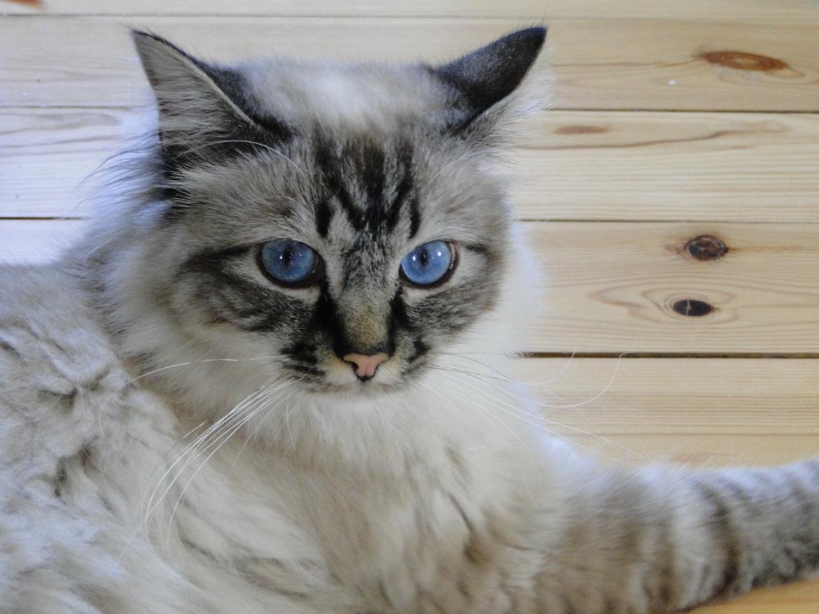 Hellig Birma Bandits Luka billede 12