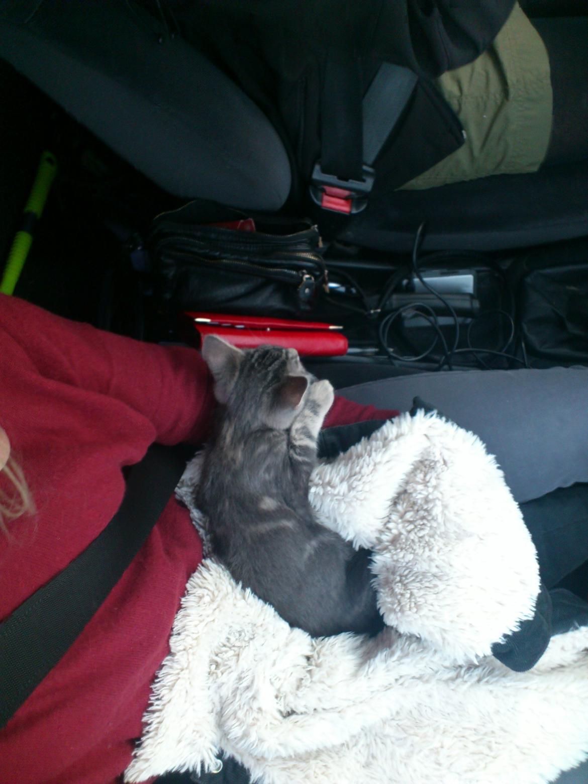 Blanding af racer Ronja Røverdatter ( Bliver kaldt Pooh) billede 1