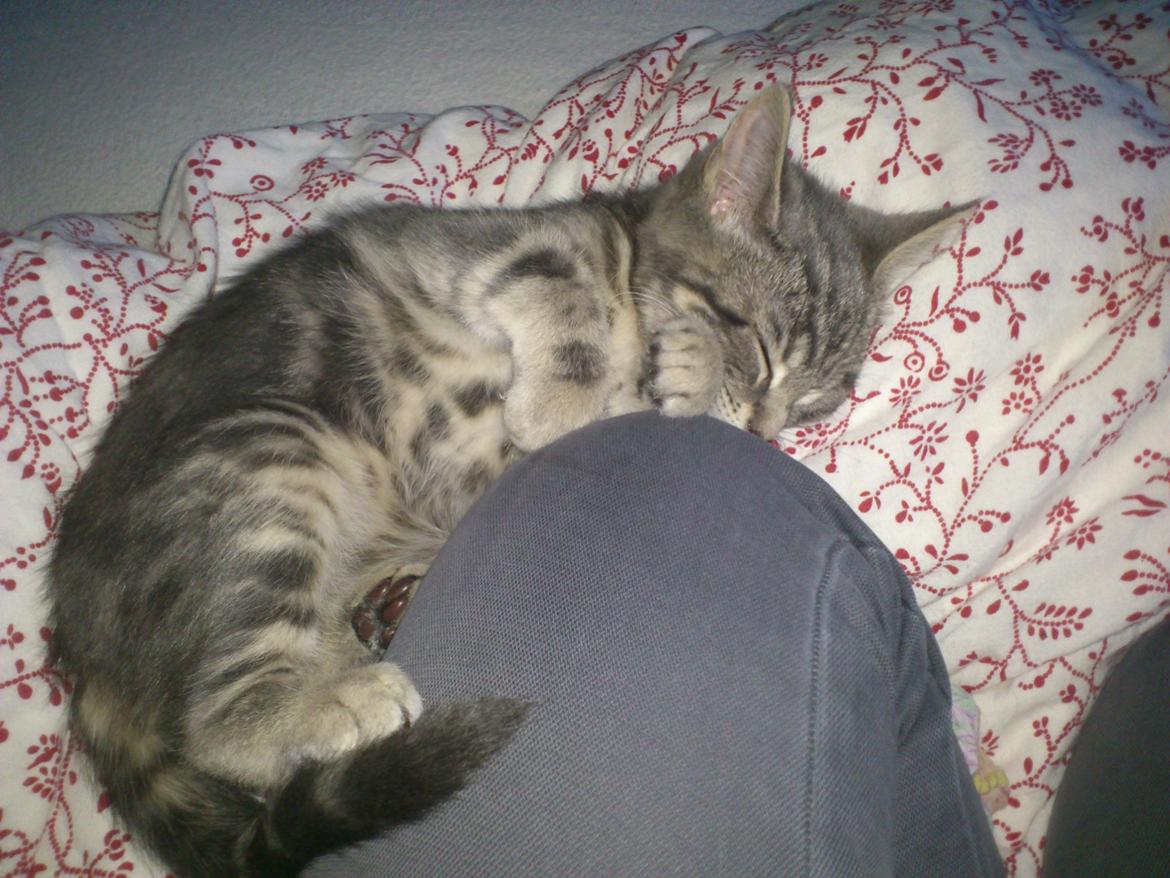 Blanding af racer Ronja Røverdatter ( Bliver kaldt Pooh) billede 2