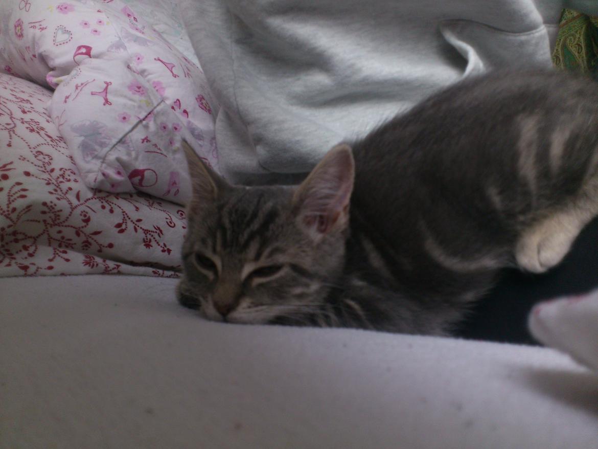 Blanding af racer Ronja Røverdatter ( Bliver kaldt Pooh) billede 3