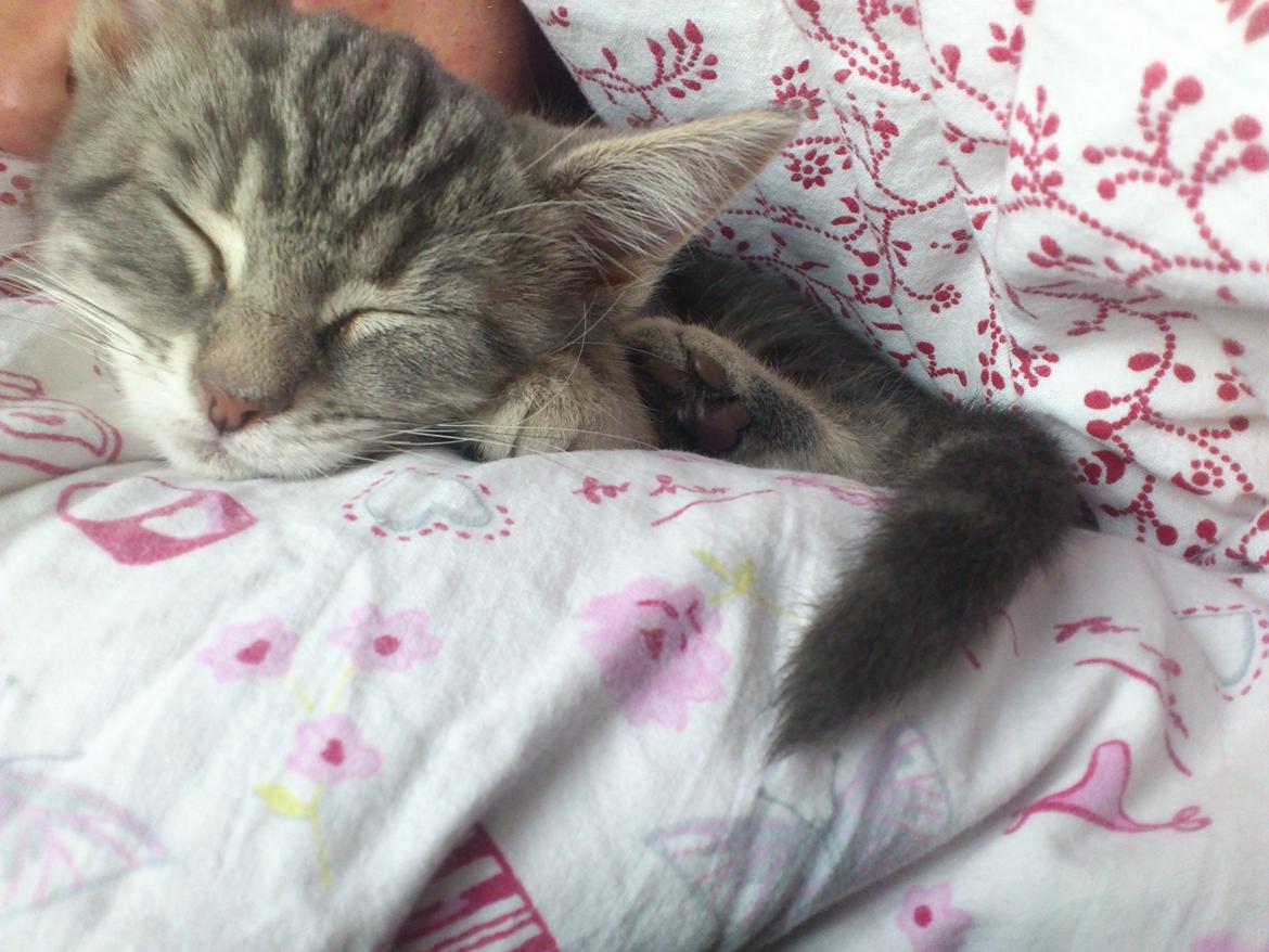 Blanding af racer Ronja Røverdatter ( Bliver kaldt Pooh) billede 4