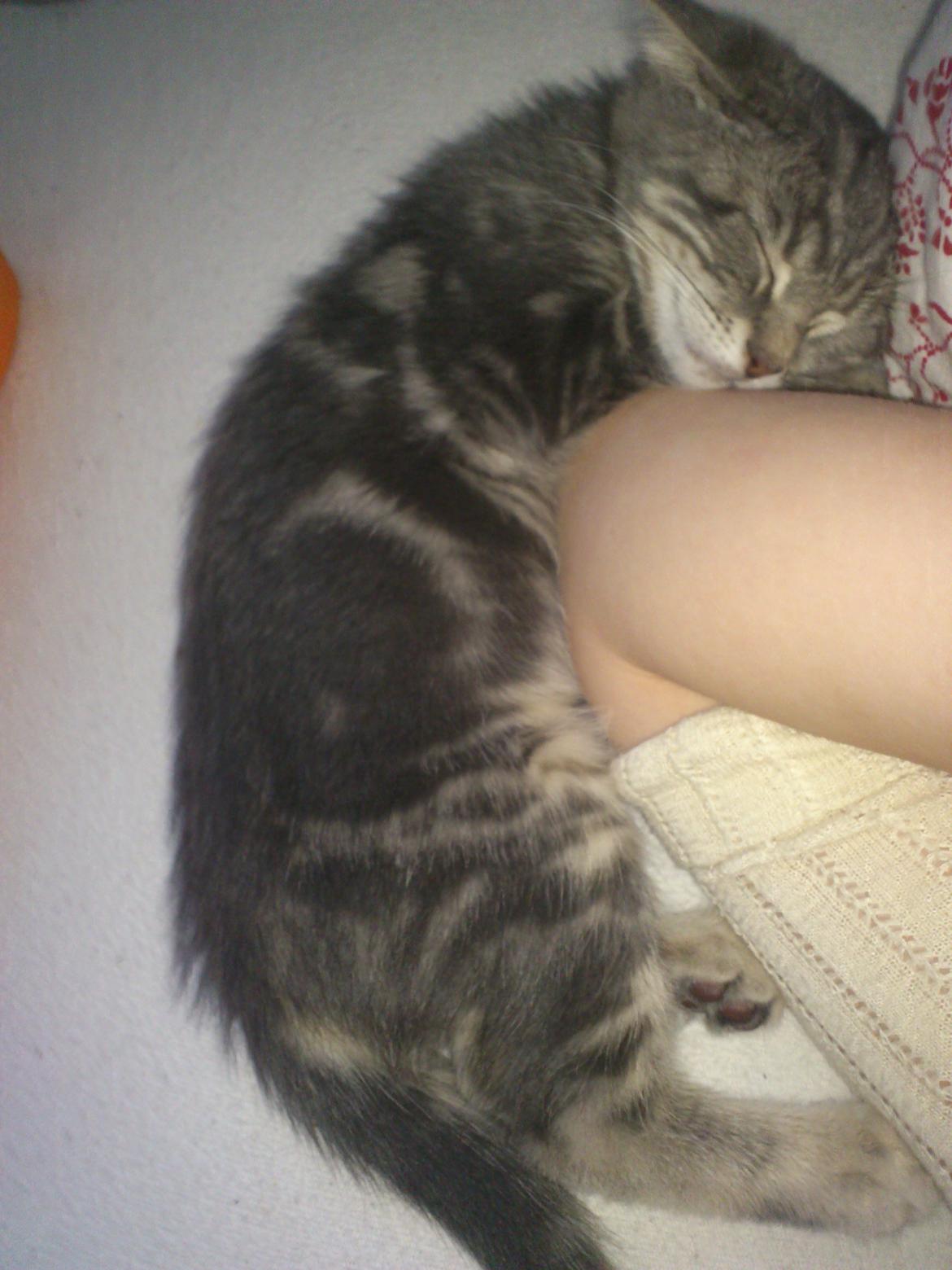 Blanding af racer Ronja Røverdatter ( Bliver kaldt Pooh) billede 6