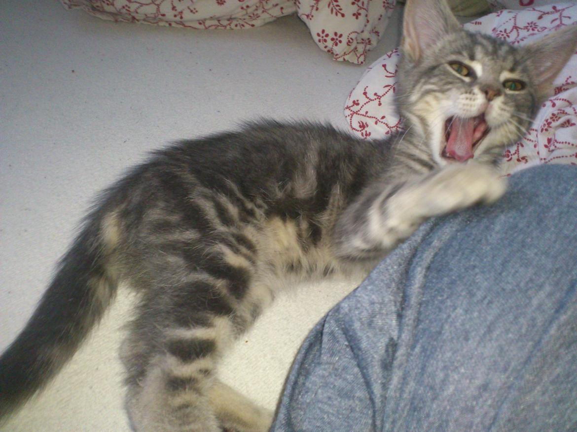 Blanding af racer Ronja Røverdatter ( Bliver kaldt Pooh) billede 7