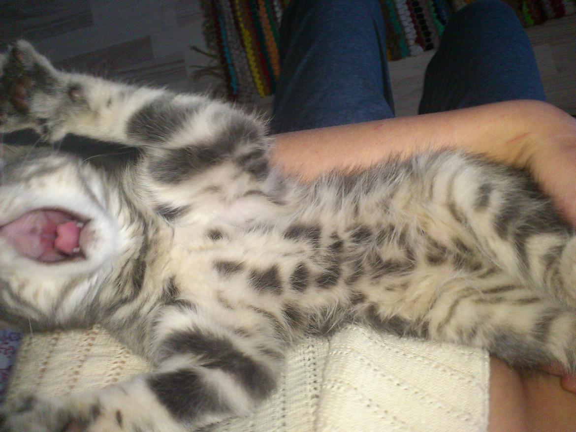 Blanding af racer Ronja Røverdatter ( Bliver kaldt Pooh) billede 8