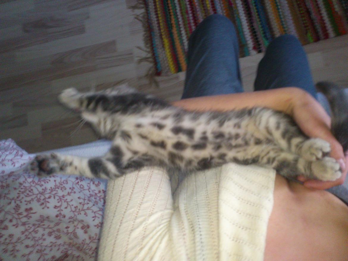 Blanding af racer Ronja Røverdatter ( Bliver kaldt Pooh) billede 9