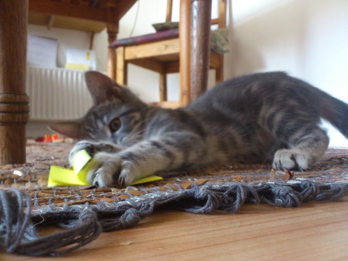 Blanding af racer Ronja Røverdatter ( Bliver kaldt Pooh) billede 10