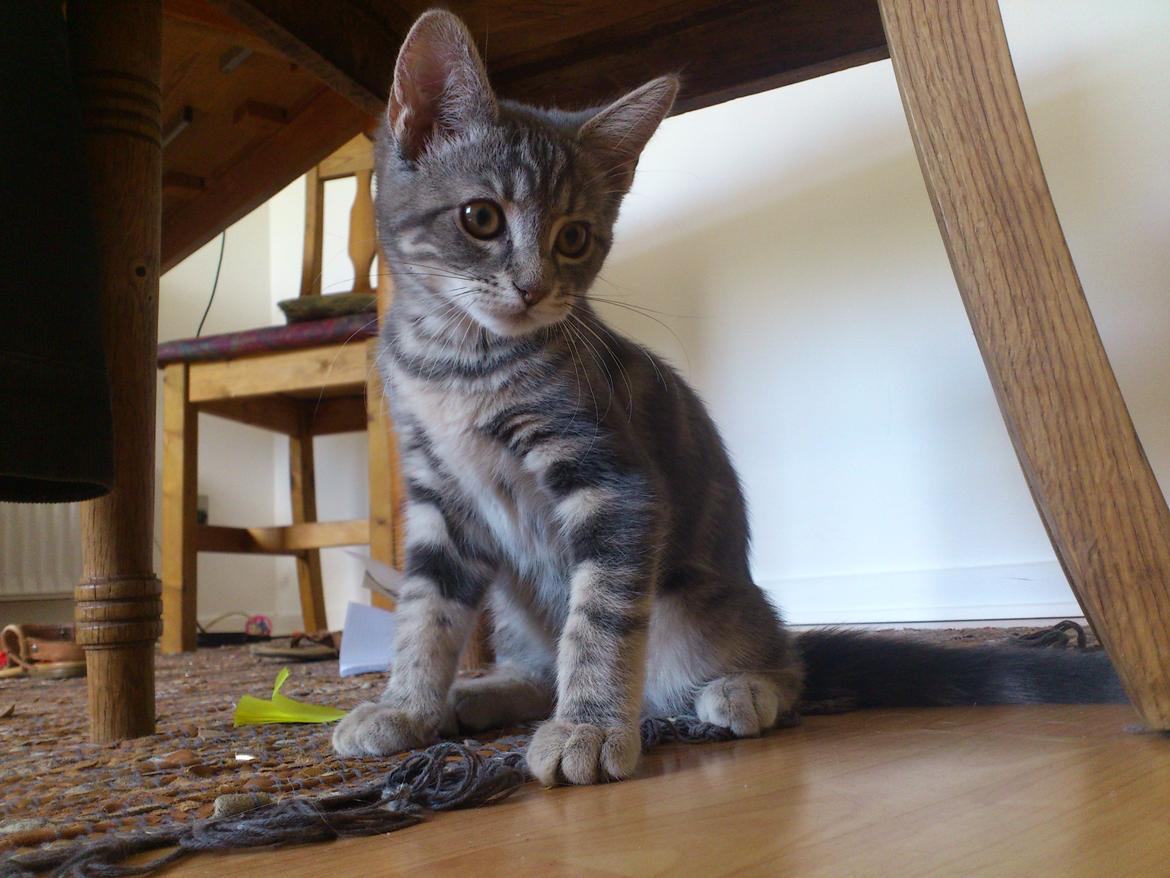 Blanding af racer Ronja Røverdatter ( Bliver kaldt Pooh) billede 11