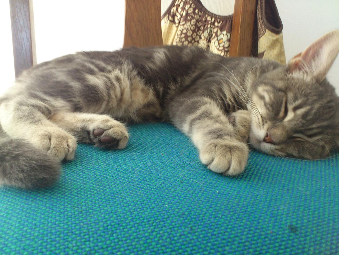 Blanding af racer Ronja Røverdatter ( Bliver kaldt Pooh) billede 12