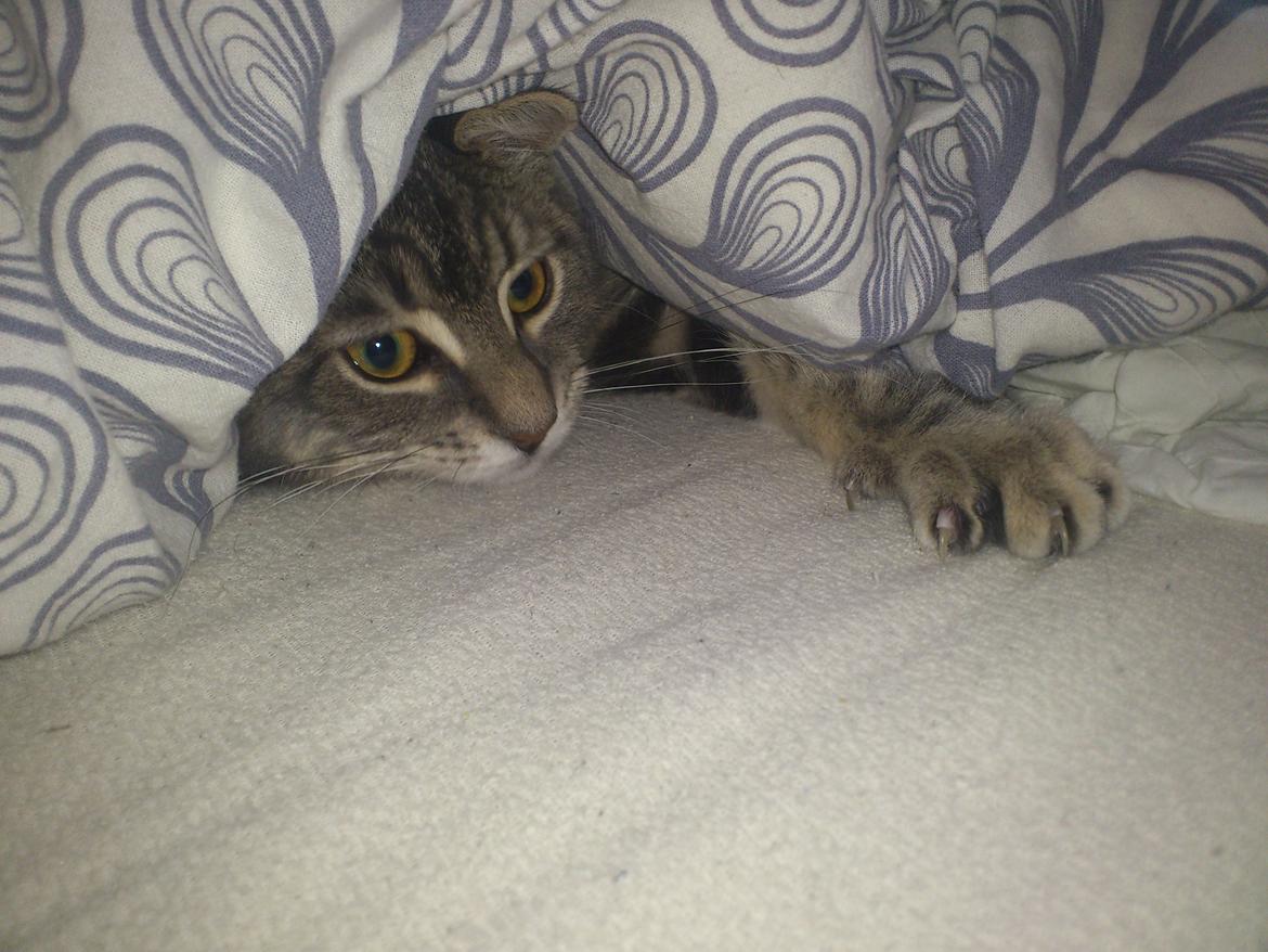 Blanding af racer Ronja Røverdatter ( Bliver kaldt Pooh) billede 13