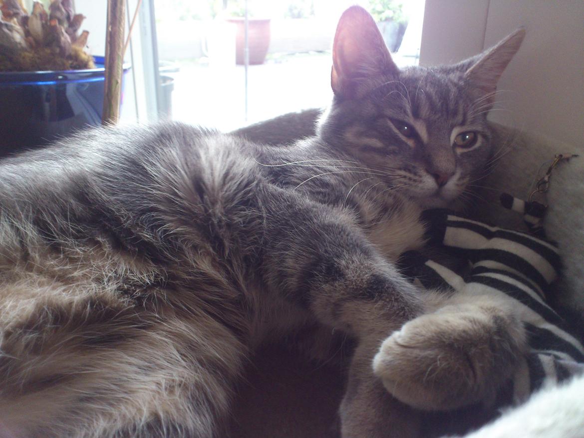 Blanding af racer Ronja Røverdatter ( Bliver kaldt Pooh) billede 14