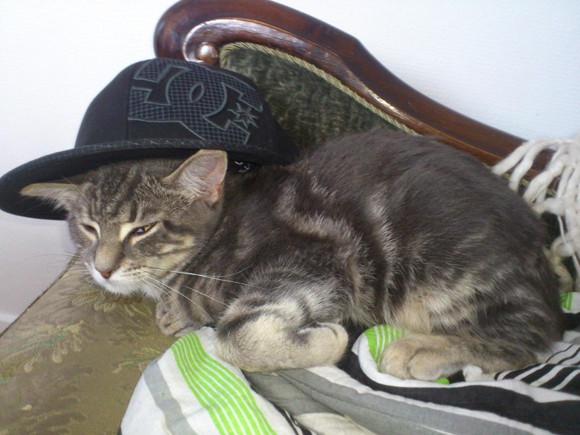 Blanding af racer Ronja Røverdatter ( Bliver kaldt Pooh) billede 15