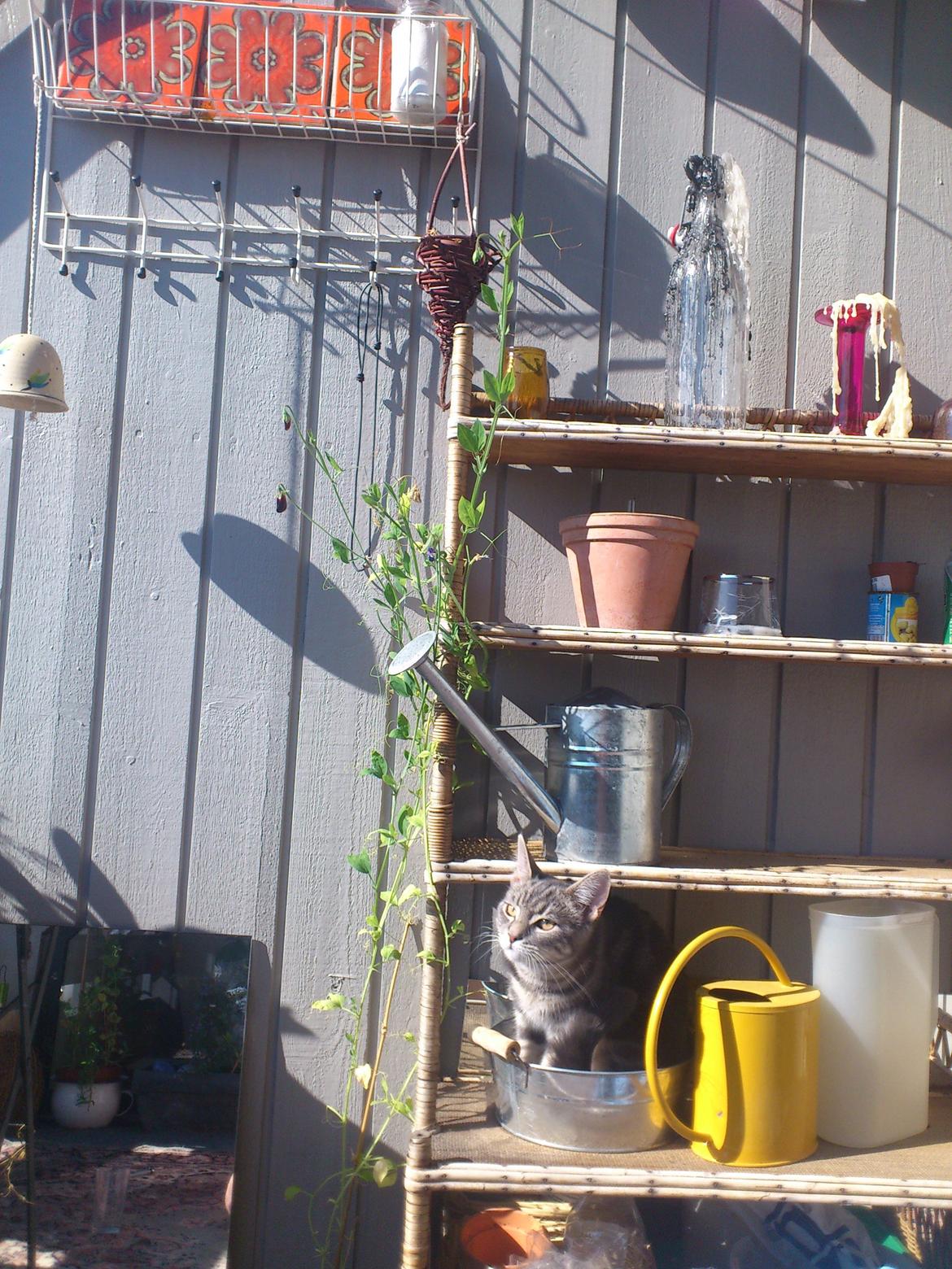 Blanding af racer Ronja Røverdatter ( Bliver kaldt Pooh) billede 16