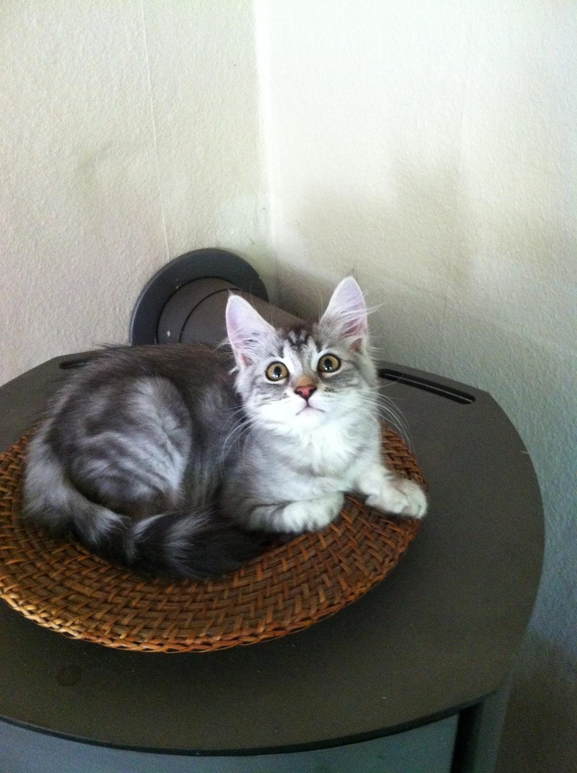 Sibirisk Kat ANGEL / MELDGAARDS FEIA billede 1