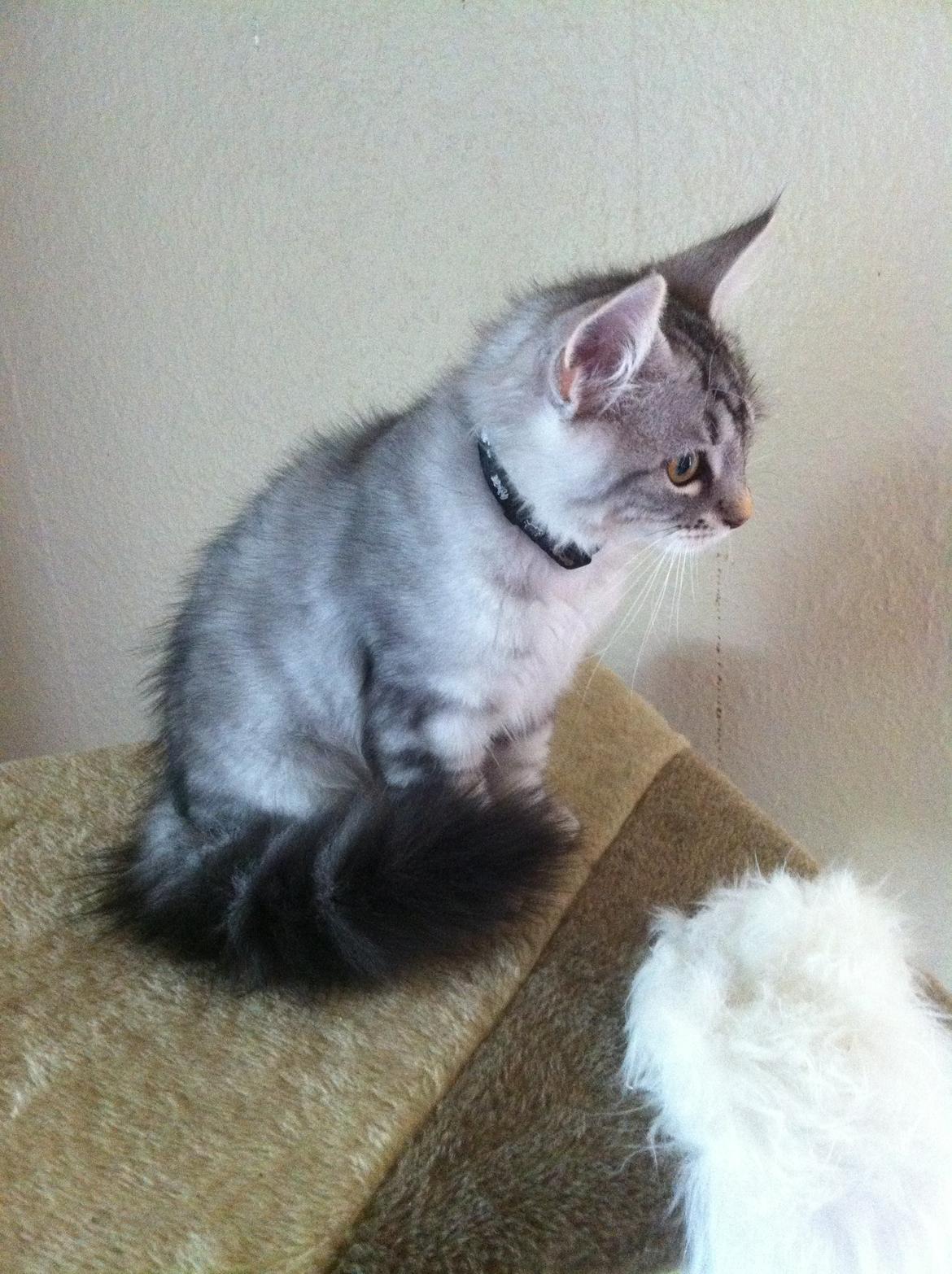 Sibirisk Kat ANGEL / MELDGAARDS FEIA billede 2