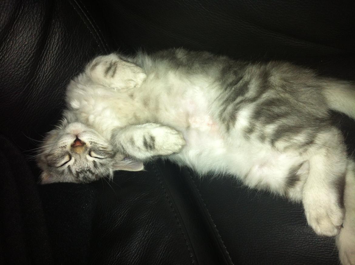 Sibirisk Kat ANGEL / MELDGAARDS FEIA billede 3