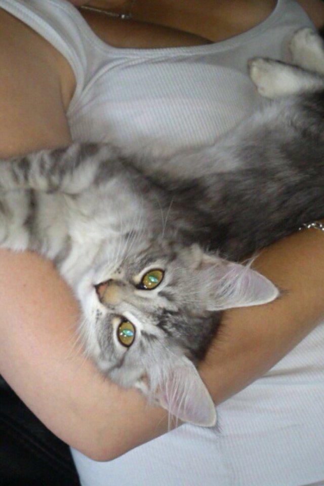 Sibirisk Kat ANGEL / MELDGAARDS FEIA billede 4