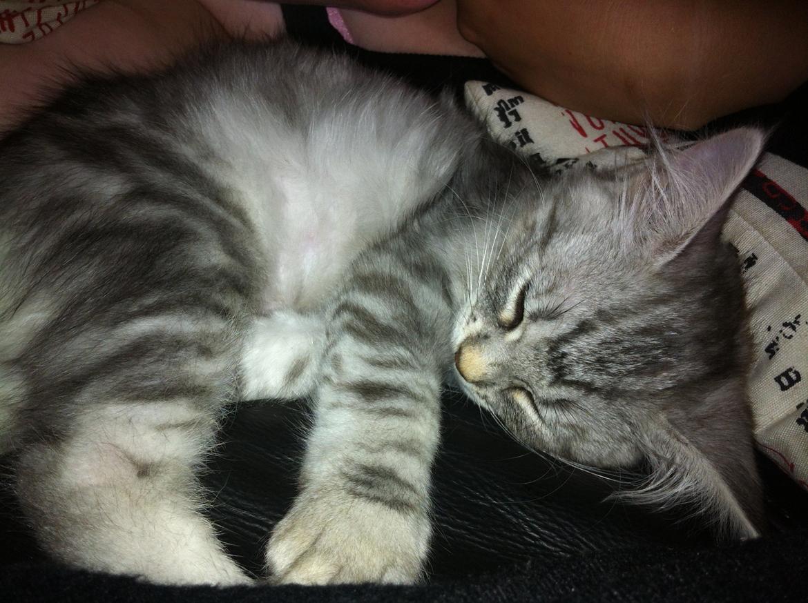 Sibirisk Kat ANGEL / MELDGAARDS FEIA billede 5