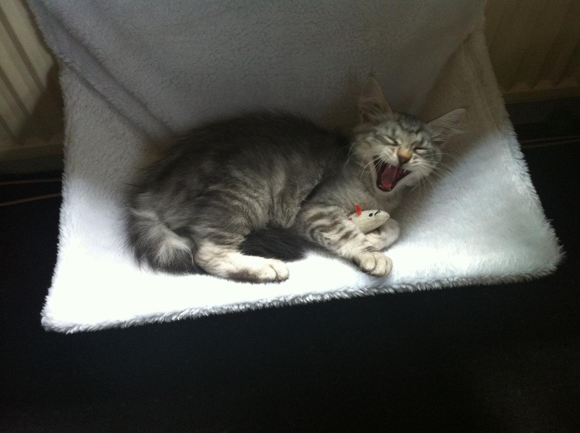 Sibirisk Kat ANGEL / MELDGAARDS FEIA billede 6