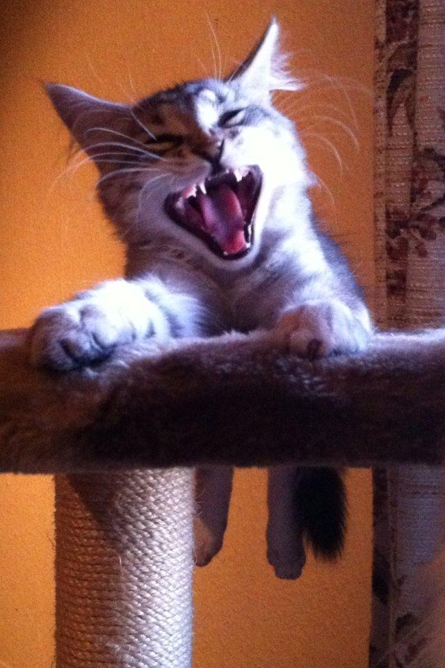 Sibirisk Kat ANGEL / MELDGAARDS FEIA billede 7