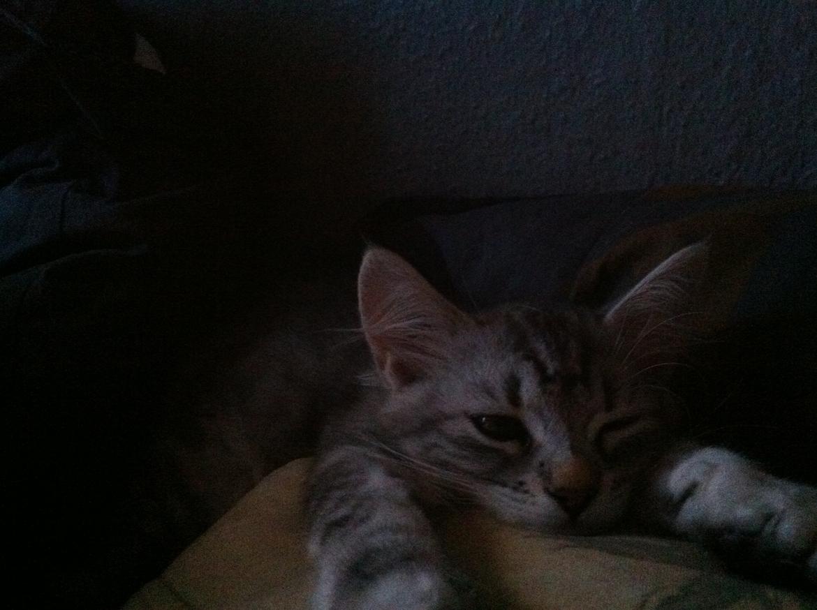 Sibirisk Kat ANGEL / MELDGAARDS FEIA billede 8