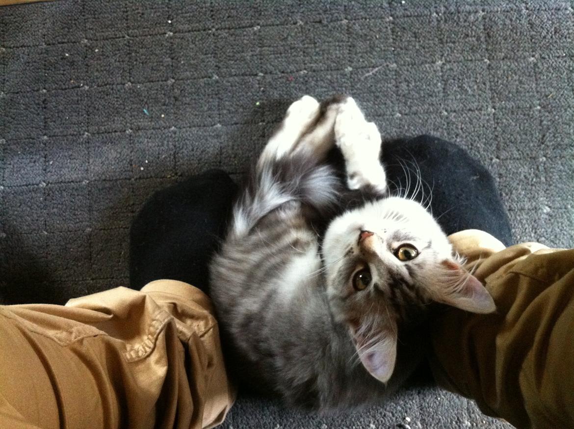 Sibirisk Kat ANGEL / MELDGAARDS FEIA billede 9