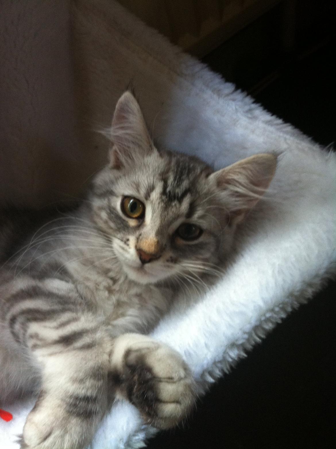 Sibirisk Kat ANGEL / MELDGAARDS FEIA billede 10