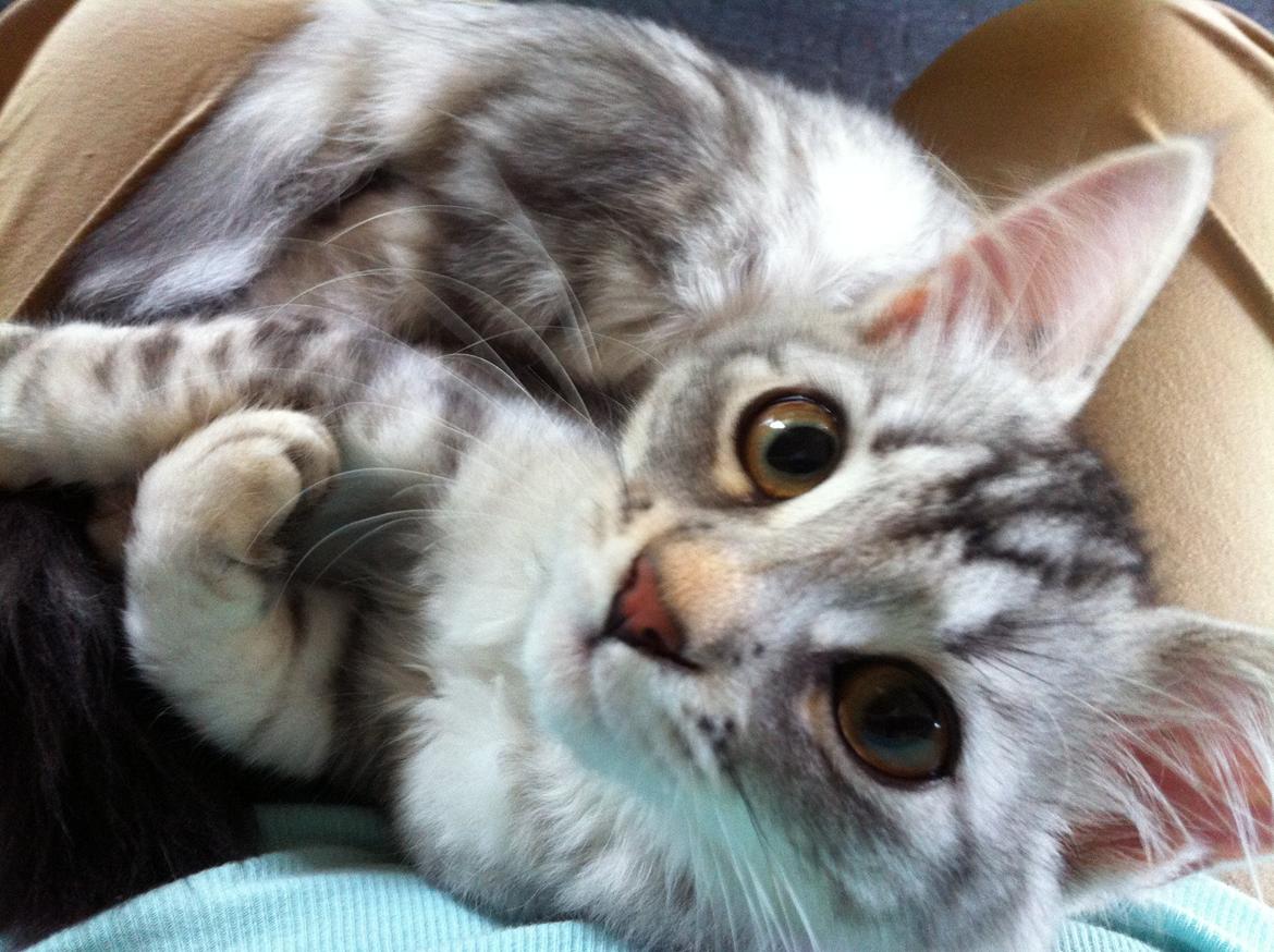 Sibirisk Kat ANGEL / MELDGAARDS FEIA billede 11