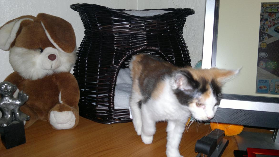 Maine Coon maluo billede 1