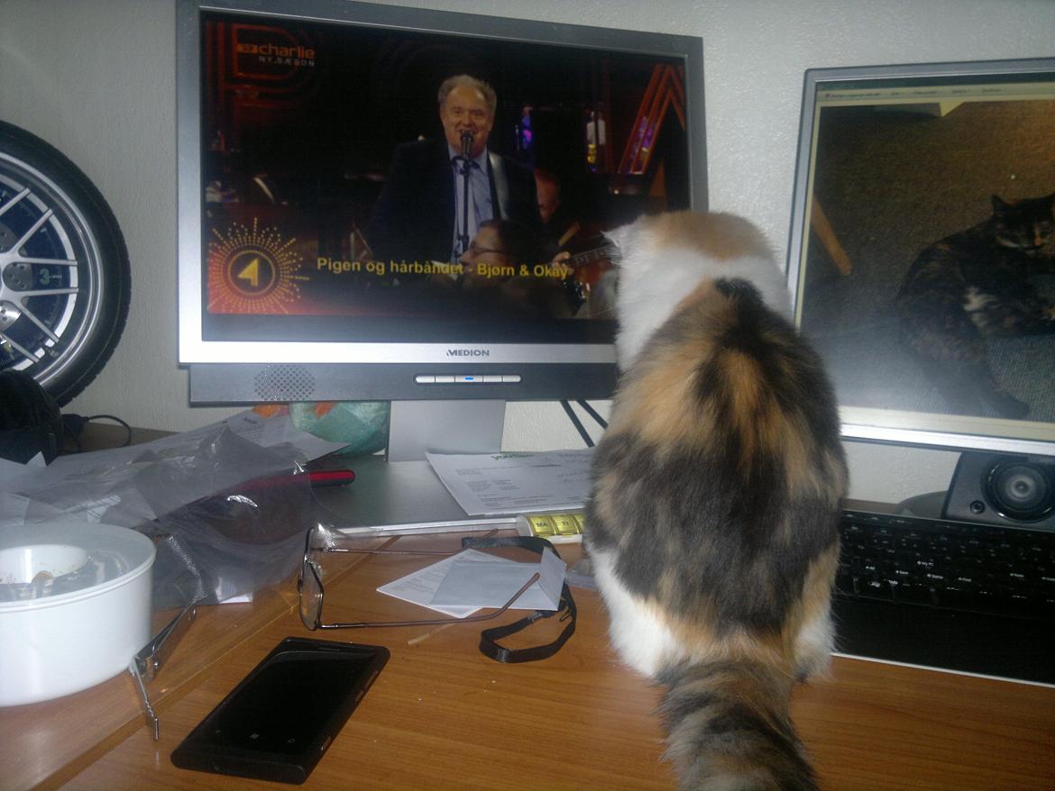 Maine Coon maluo billede 2