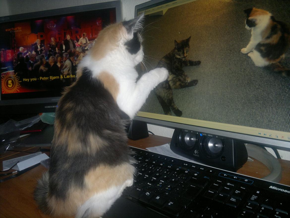 Maine Coon maluo billede 3