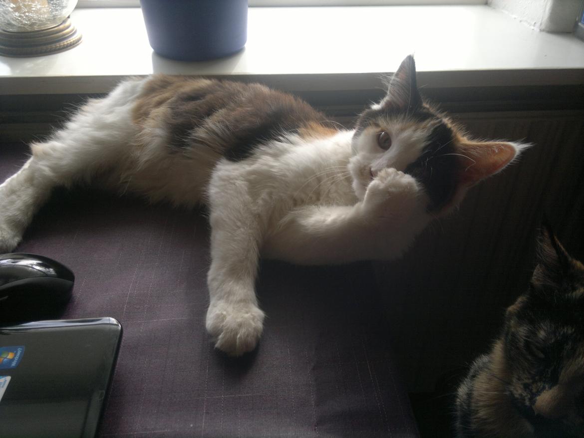 Maine Coon maluo billede 4