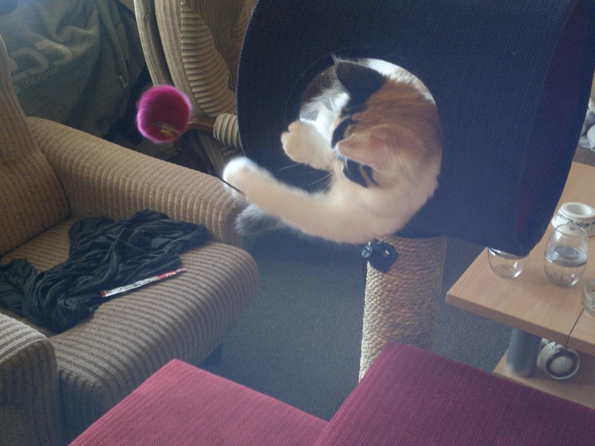 Maine Coon maluo billede 5